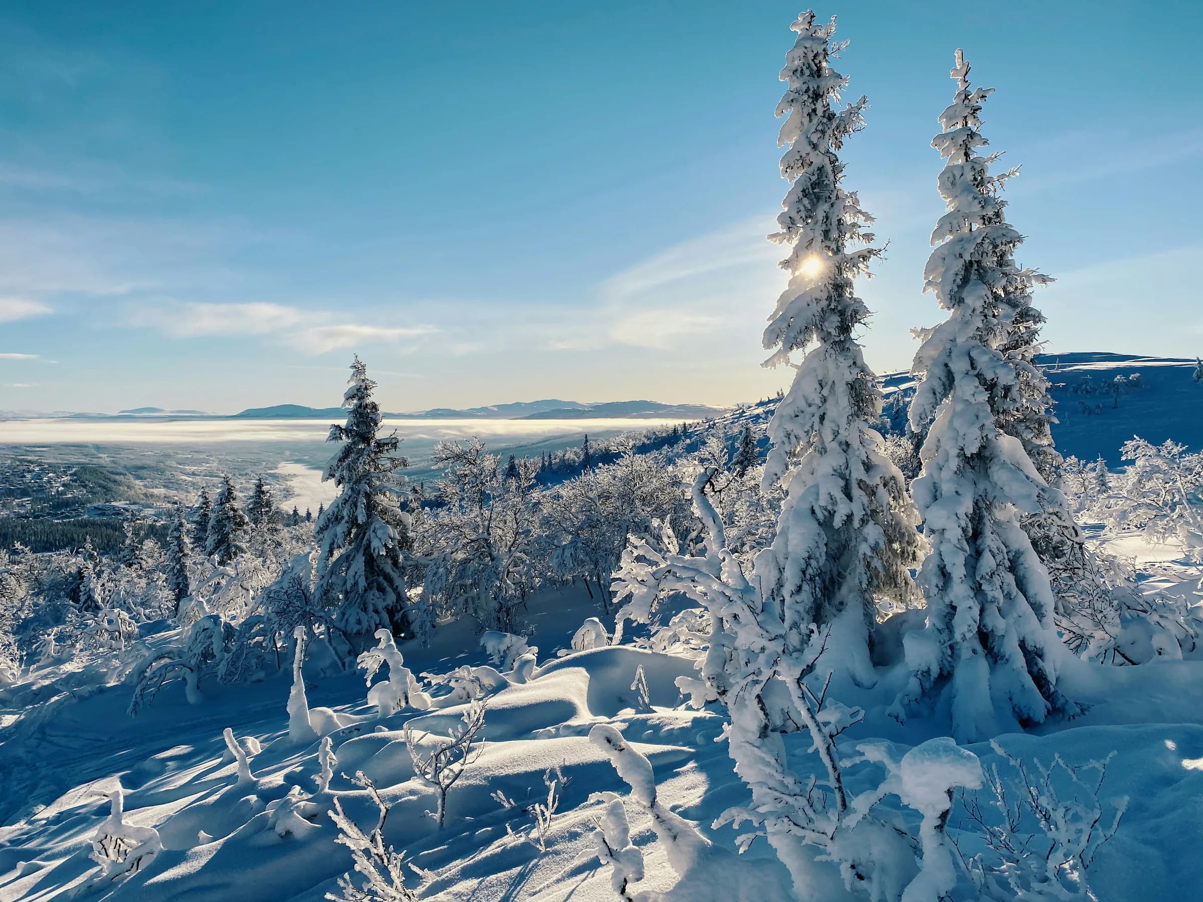 Snötyngda granar på en fjällsluttning med vid utsikt under blå himmel.
