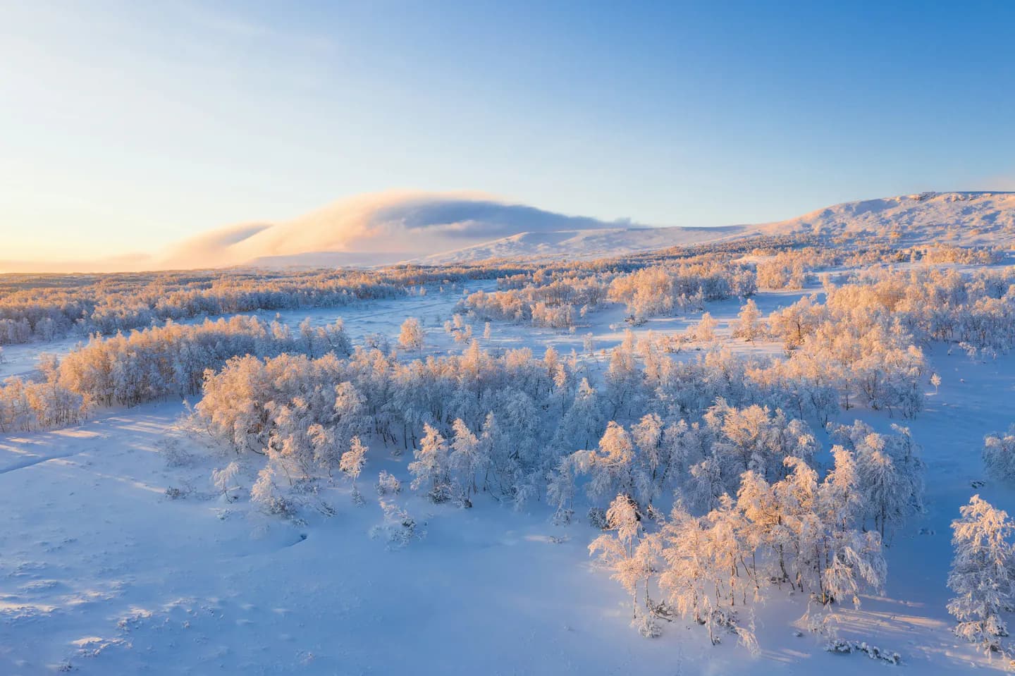 Frostiga fjällbjörkar i kvällssol framför ett rundat, snötäckt fjäll.